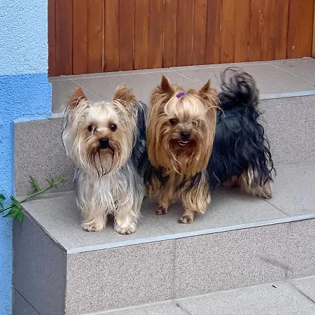 Gasthuis Cafe De La Creme 3*